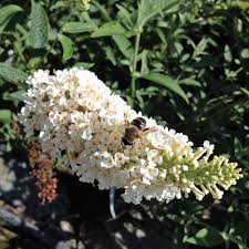 5 Schnellwachsende Straucher Pflanzen Sommerflieder Pflanzen Sommerflieder