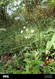 Image result for Adenostemma