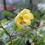 Image result for Senna sophera