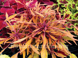 Image result for Coleus melleri