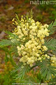 Image result for Acacia mearnsii