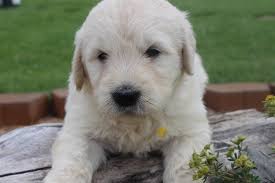 When you're ready to add one or more to your family, fill out an application. Goldendoodle Puppies Getting To Be Green Valley Kennel Colorado Facebook