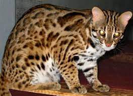 House Cat With Mascara Lines What Breed Pictures Asian Leopard Cat One Of The Ancestors Of My Mokave Jag Cat Bengal Cat Bengal Cat For Sale Asian Leopard Cat