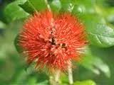 Image result for Combretum erythrophyllum