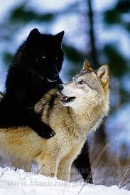 Beautiful Black And White Wolf Pictures Wolves Wolf Dog Wolf Love Animals Wild