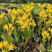 Image result for Pycreus mundtii