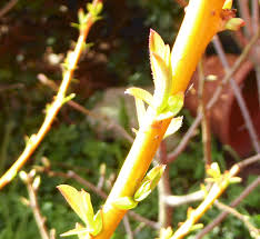 Cet arbre commun dans les régions tempérées est souvent cultivé en forme de « têtard » pour la production d'osier. Weide Salix Beliebte Pflanzen Erfahrungen Green24 Pflanzen Garten Forum
