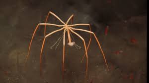 Image result for Pycnosphaera