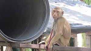 Peta exposés have confirmed that thai coconut producers are exploiting monkeys and lying about it, so there's no target joins more than 26,000 stores including chains wegmans, costco, food lion, and stop & shop that have cut ties with coconut milk brands that use coconuts picked by monkeys. Monkeys Chained Abused For Coconut Milk Peta