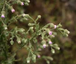 Image result for Laggera elatior