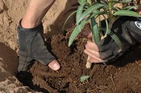 Planting in compost