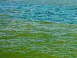 High levels of red tide algae were found close to the shore of pinellas county in florida, according a map posted on wednesday showed high levels of the algae 10 miles off of the shore in pinellas. Pinellas County Fwc Monitoring Red Tide In Local Waters Pinellas Beaches Fl Patch