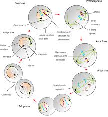 Smooth endoplasmic reticulum, mitochondria, golgi bodies, lysosomes. Figure 1 3 From Control Of M G1 Phase Specific Expression In Fission Yeast Semantic Scholar