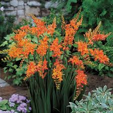 Image result for Crocosmia