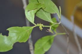 Image result for Pleurostylia