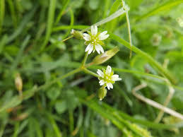 Image result for Cerastium afromontanum