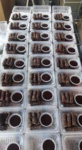 Maybe you would like to learn more about one of these? Lelaki Ini Terbuat Duit Dengan Roti Jala Sos Coklat Ciptaan Sendiri Siap Kongsi Resepi Lagi