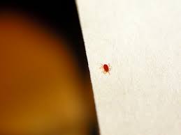 Maybe you would like to learn more about one of these? What Are Those Tiny Red Bugs All About Clover Mites Apartment Therapy