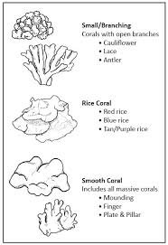 First purchase the coloring page! Coral Reef Project Coral Reef Art Ocean Plants Coral Reef Craft