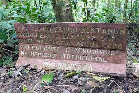 Image result for Craterispermum