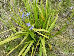 Image result for Aristea angolensis