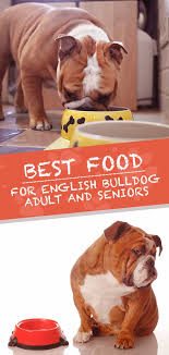 English bulldog puppies are prone to throwing up a variety of colors including yellow or white foam, undigested food, clear liquid, mucus, bile, slime and many other weird and wonderful vomits. Best Food For English Bulldog Adults And Senior Dogs