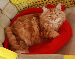 cashmere cat bed for 3 in ten minutes aunt peaches lit pour chat couture coussin pour chat coussin chat