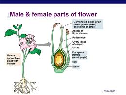 Male and female reproductive organs of a flower flower reproduction parts of a flower female reproductive system it traps and holds pollen that touches it. Ap Biology Plant Reproduction Ap Biology The Parasitic Plant Rafflesia Arnoldii Aka The Corpse Flower Produces Enormous Flowers That Can Ppt Download