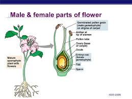 The male reproductive parts of a flower are much simpler than the female ones. Ap Biology Plant Reproduction Ap Biology The Parasitic Plant Rafflesia Arnoldii Aka The Corpse Flower Produces Enormous Flowers That Can Ppt Download