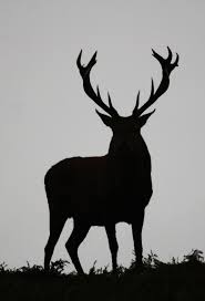 Maybe you would like to learn more about one of these? Silhouette Art Deer Silhouette Stag Silhouette
