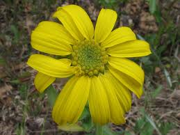 Image result for Geigeria brevifolia