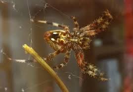 Diadem european garden netz orb spinne weaver kreuzspinne. Why You Shouldn T Kill Spiders Outside Your Home