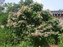 Image result for Clerodendrum tricholobum