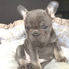Blue and tan frenchies are rare and beauties. 7 Blue And Tan French Bulldog Ideas French Bulldog Bulldog Puppies