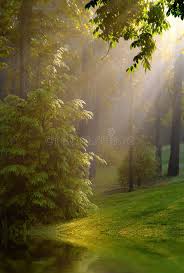 Streaming Sunshine In Woods Early Morning Sunshine Streaming Through Trees On F Aff Woods Ea Morning Pictures Good Morning Picture Sunshine Photography