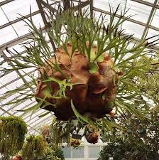 When i lived in missouri i wanted one for a while but i had never seen them for sale. How To Mount Staghorn Ferns For A Stunning Display Plant Talk