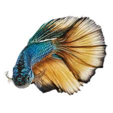 The bumble bee goby is a fin nipper, so shouldn't be kept with a (darrick) tropical fish owner: How Much Are Betta Fish What Do All The Types Cost