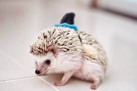 Maybe you would like to learn more about one of these? 15 Of The Weirdest Pets That You Can Actually Own In The Uk The House Shop Blog