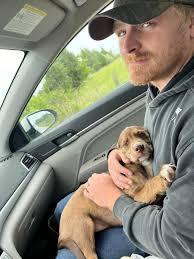 Dogs in road near Wise Owl Rd need rescue?