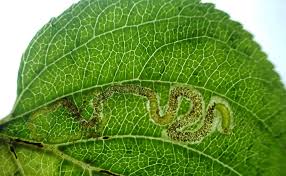 Image result for Stigmella malella