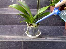 We are delighted to bring back the original formula keikigrow plus paste. What Is Orchid Keiki Paste Best Remedy For Orchid Growers
