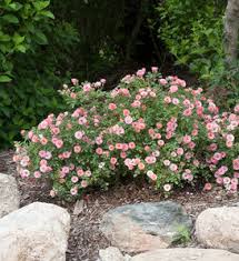 Enjoy hundreds of orange blooms with yellow centers on the incredible oso easy paprika® rose. Oso Easy Paprika Rose Rosa Sp Proven Winners