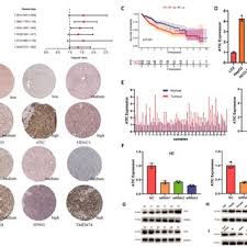 Image result for Zehneria tridactyla