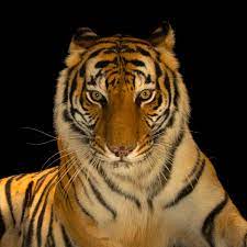 These cats can stand as tall as 4 ft. Bengal Tiger National Geographic