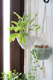 希少シダ植物 フレボディウム オーレウム ブルースター 快適モダン生活のススメ