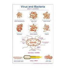 Virus Bacteria Chart