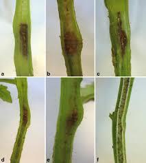 Image result for tomato seedling xanthomonas vesicatoria