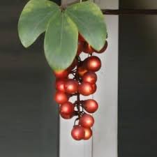 Get it as soon as wed, mar 10. Grape Lights Manufacturers Suppliers China Grape Lights Factory
