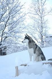 Birresimkaydet Saveanimage Barissenduran Resim Kaydet Save Image Picture Beautiful Nice Guzel Harika Wonder Sibirya Kurdu Mavi Kopek Kopek Turleri
