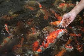 Masih Ikan Koi Menjadi Primadona Peluang Usaha